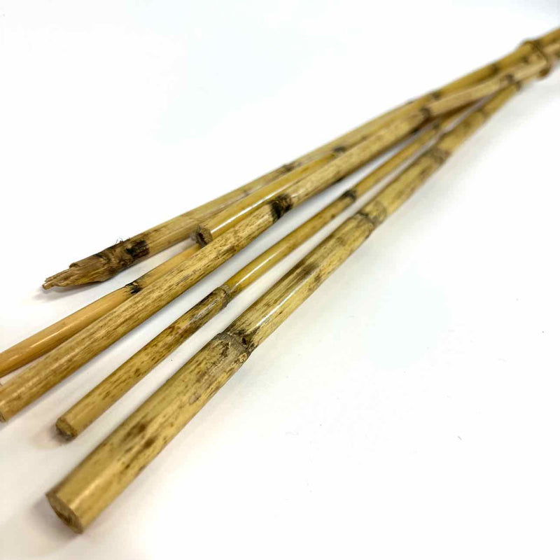 Floral / Stems / Branch