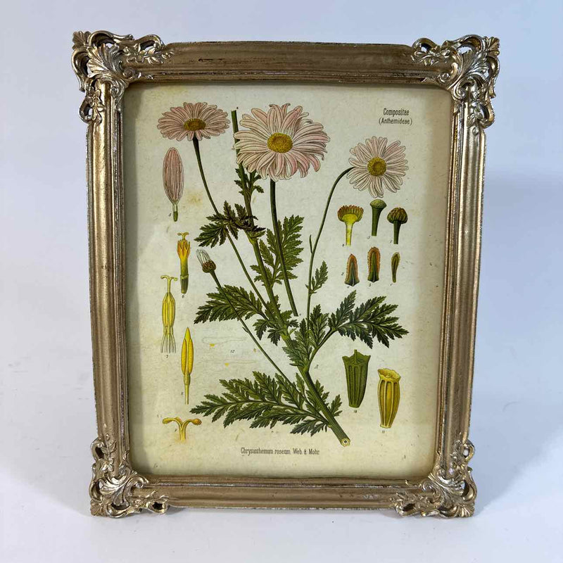 Framed Art