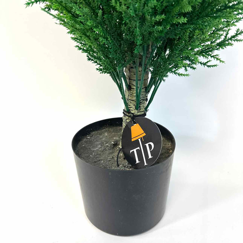 Tree /  Plant