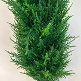 Tree /  Plant