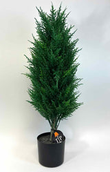 Tree /  Plant