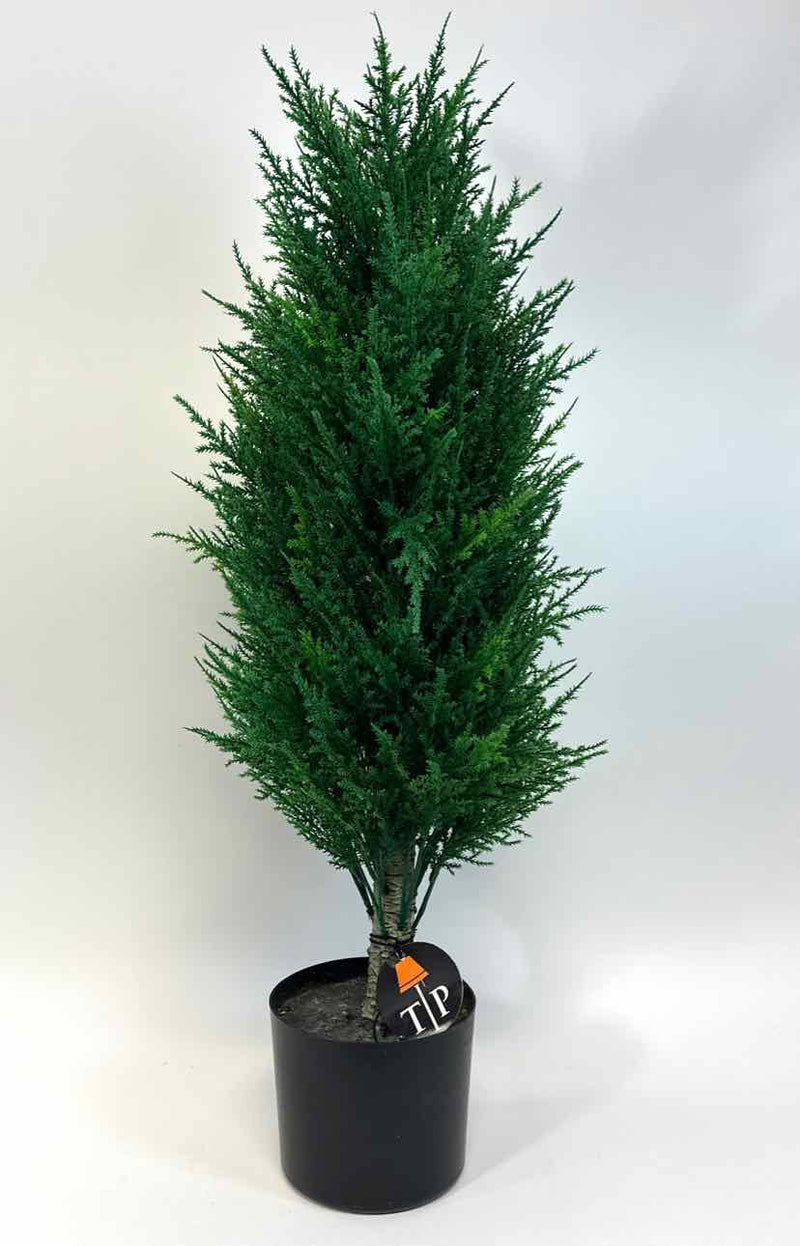 Tree /  Plant