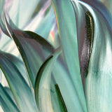 Lily Mourier Framed Art