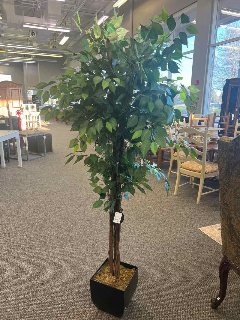 Tree /  Plant