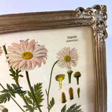 Framed Art